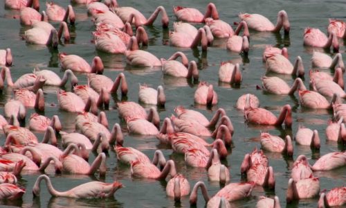 8264054410_1f4432c11d_b